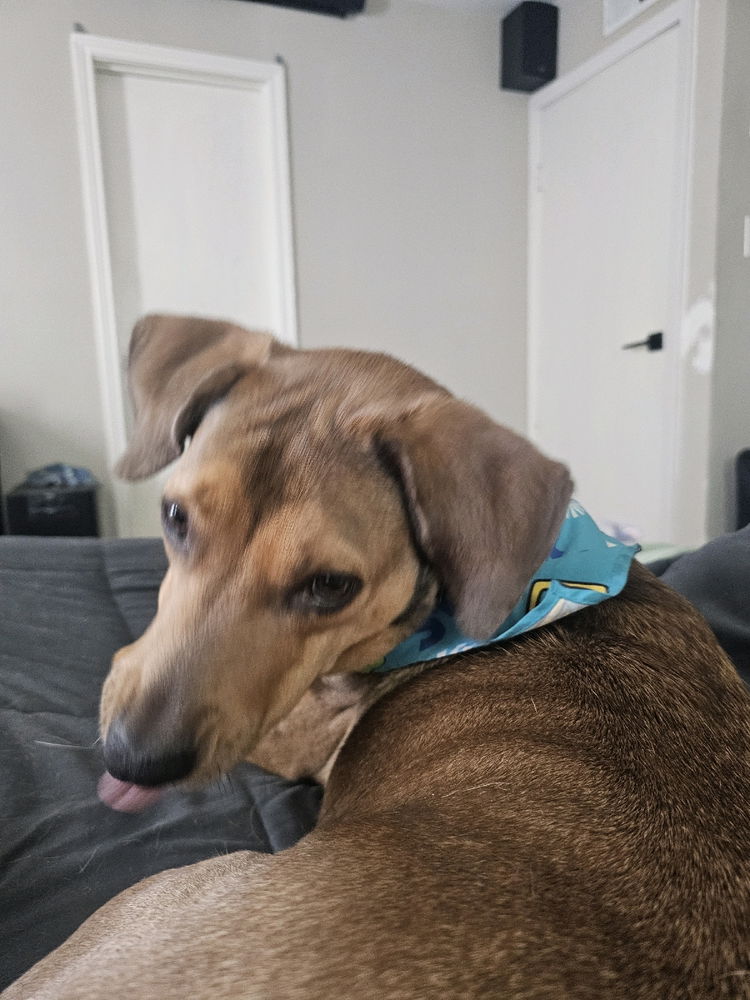 This is my doggie I found