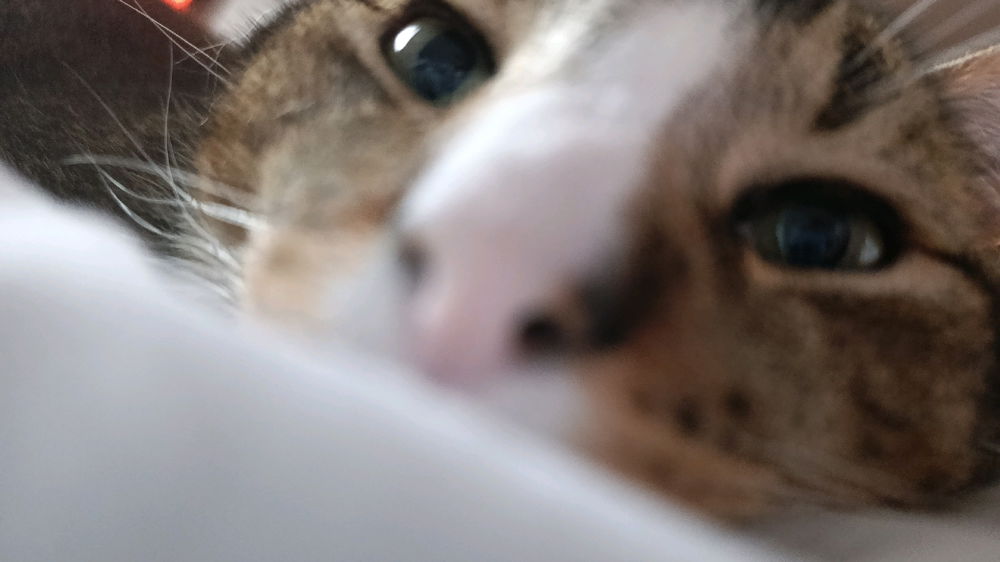 Miau 🐱