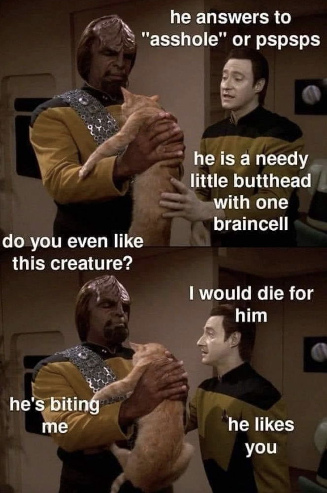 Cat owners in a nutshell