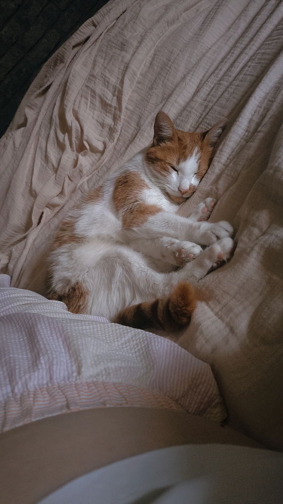 Dimanche