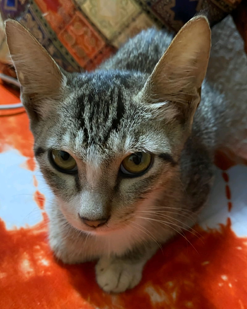 I'm officially adopted!

This dude ventured into my humble settlement and claimed me as his own... 🐈