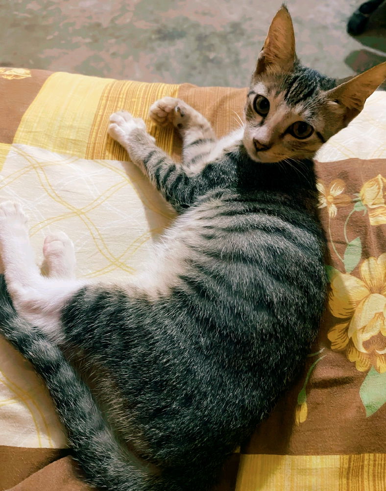 I'm officially adopted!

This dude ventured into my humble settlement and claimed me as his own... 🐈