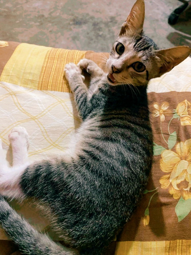 I'm officially adopted!

This dude ventured into my humble settlement and claimed me as his own... 🐈