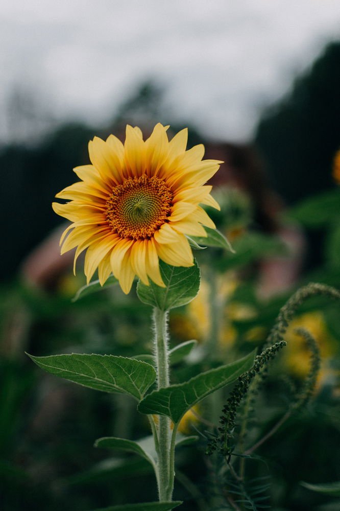 Flower!