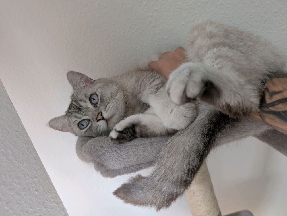 😻🐈‍⬛