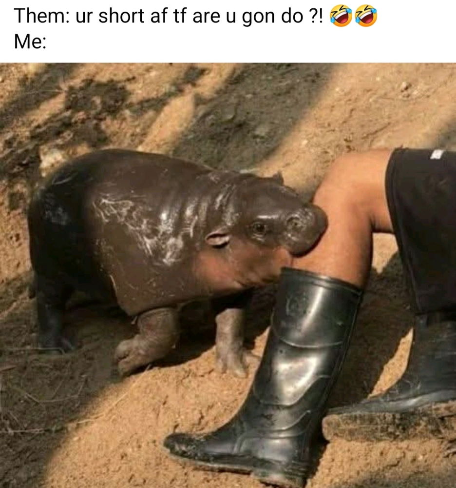 😂🤣😂🤣🤣🤣