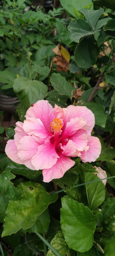 Obelisco 🌺