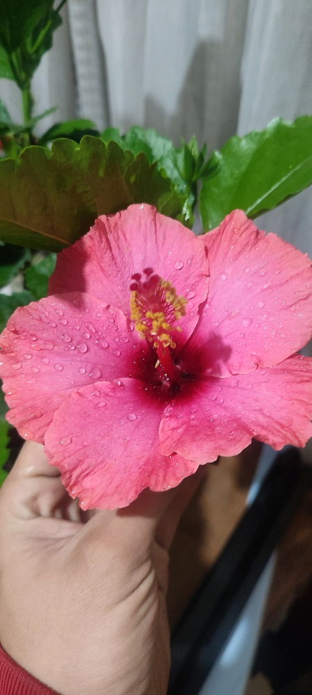 Obelisco 🌺