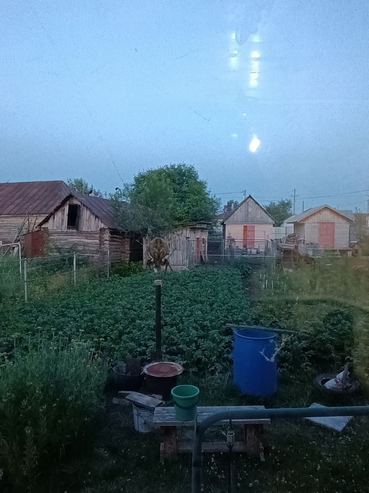 Сосед