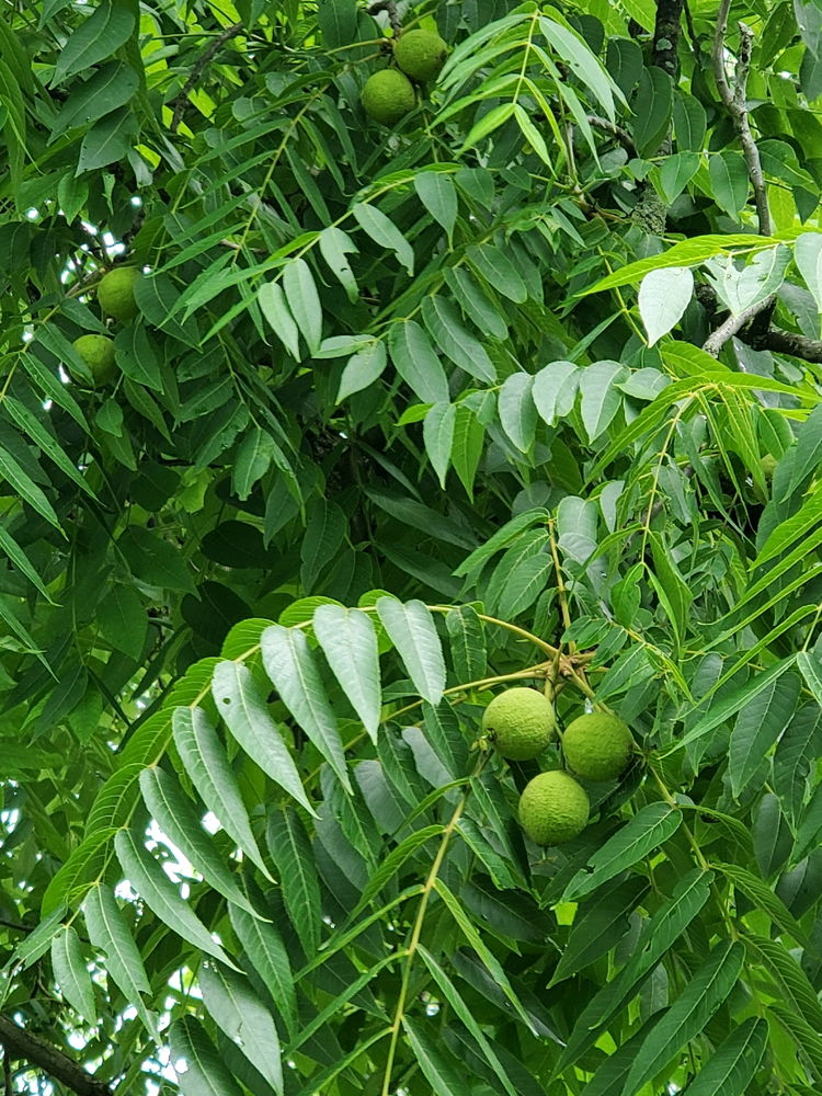 Black walnut