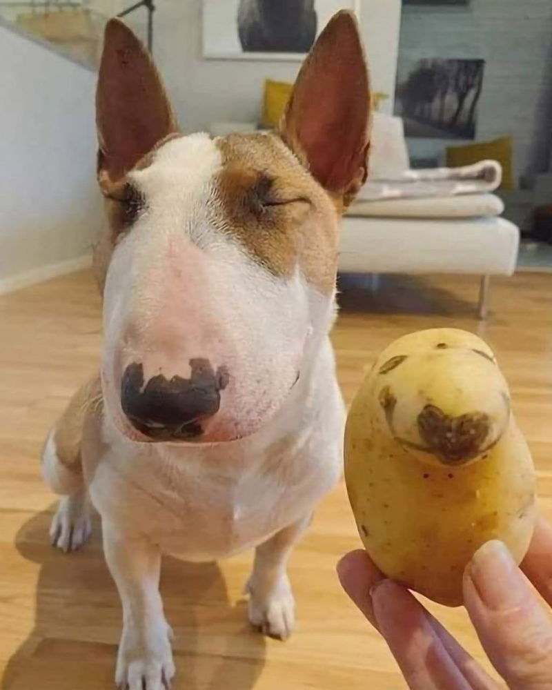 😍🐶🥔😏🍟
