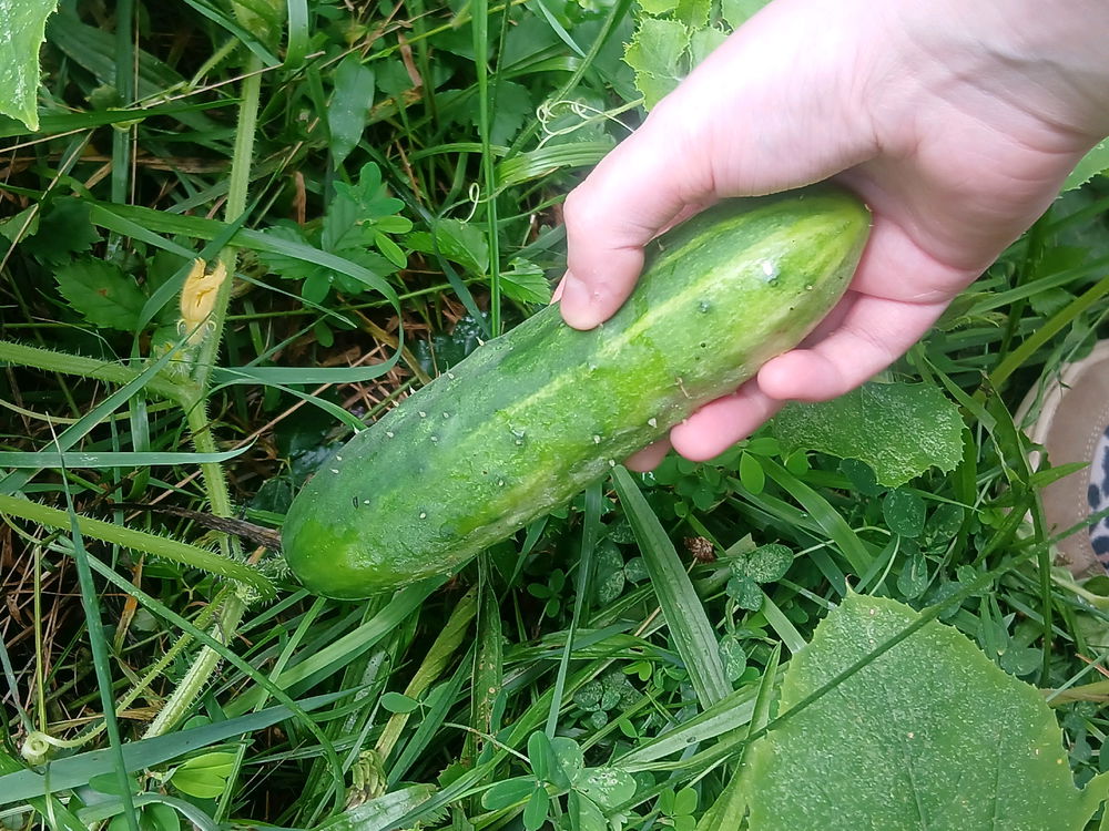 CUCUMBERS!!!!!!