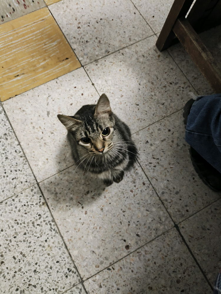 Gata esperando comida.