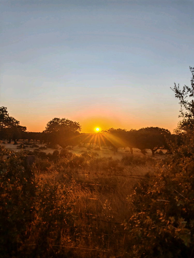 Sunset ✨