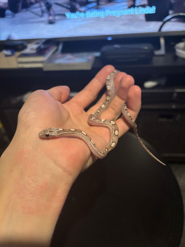 New corn snake (Avery Motley)