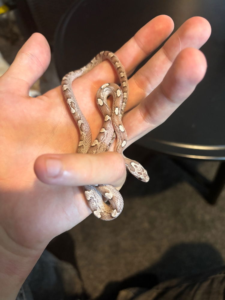 New corn snake (Avery Motley)