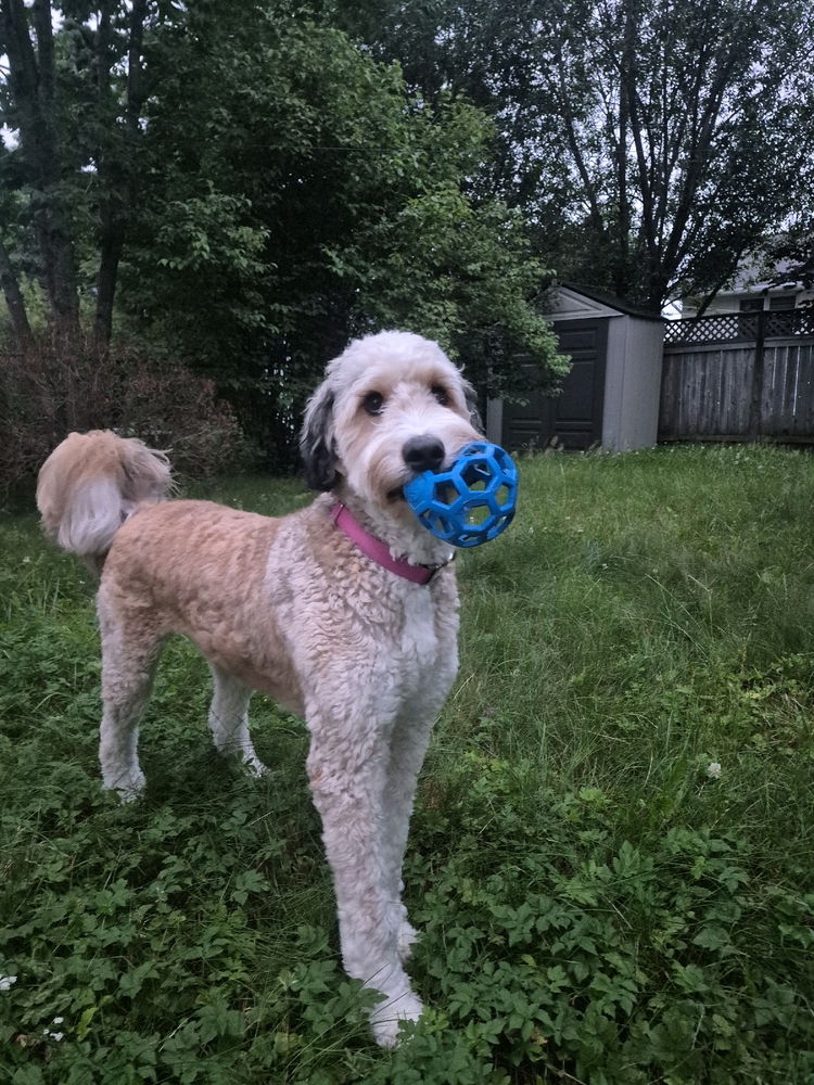 Dogsitting