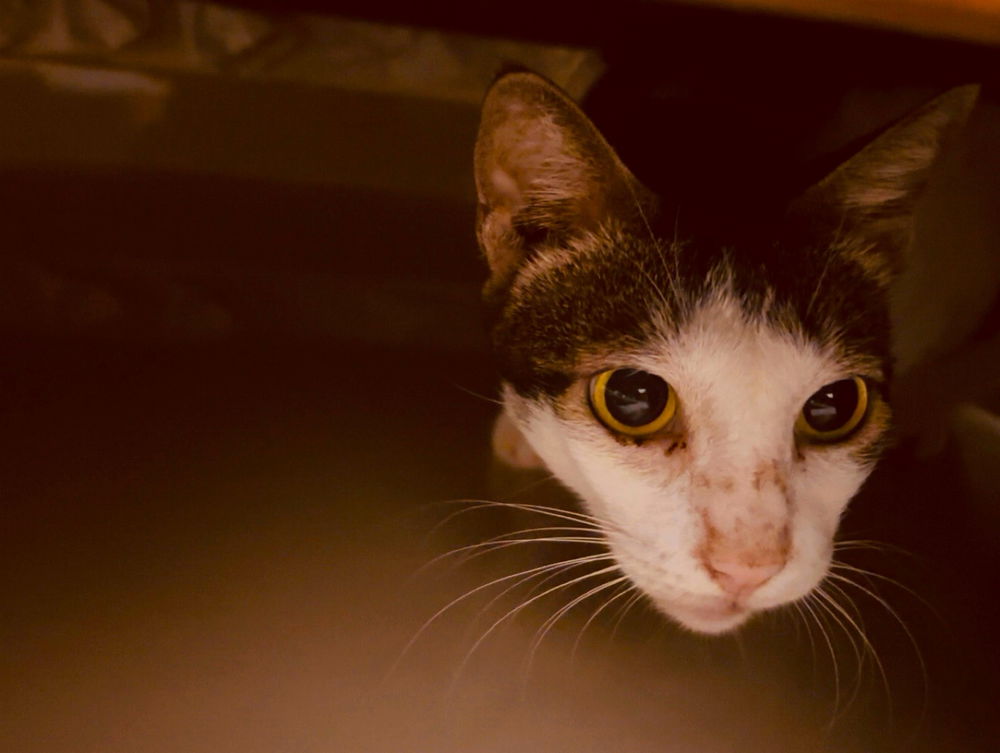 Mau