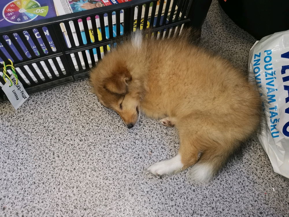 Hafík (sheltie)
