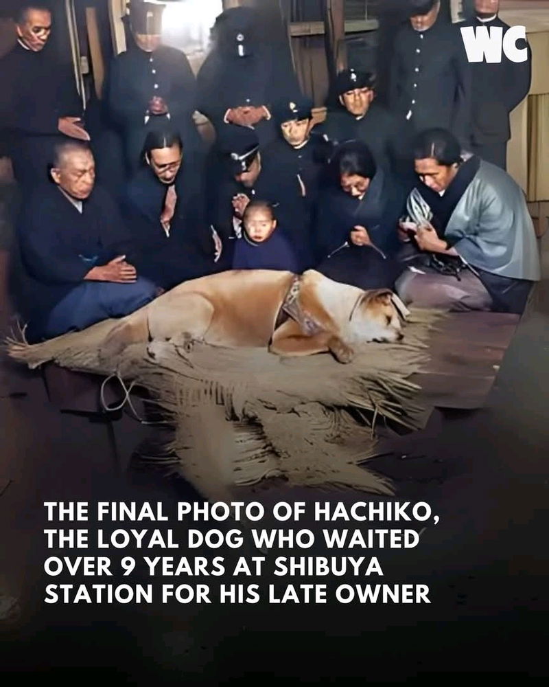 I cried so much while watching this movie 10 years ago😭😭poor innocent baby🐕 waiting for the late owner