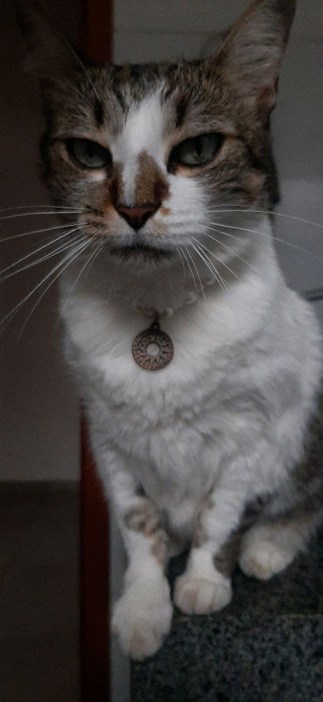 Gosta de gatos?