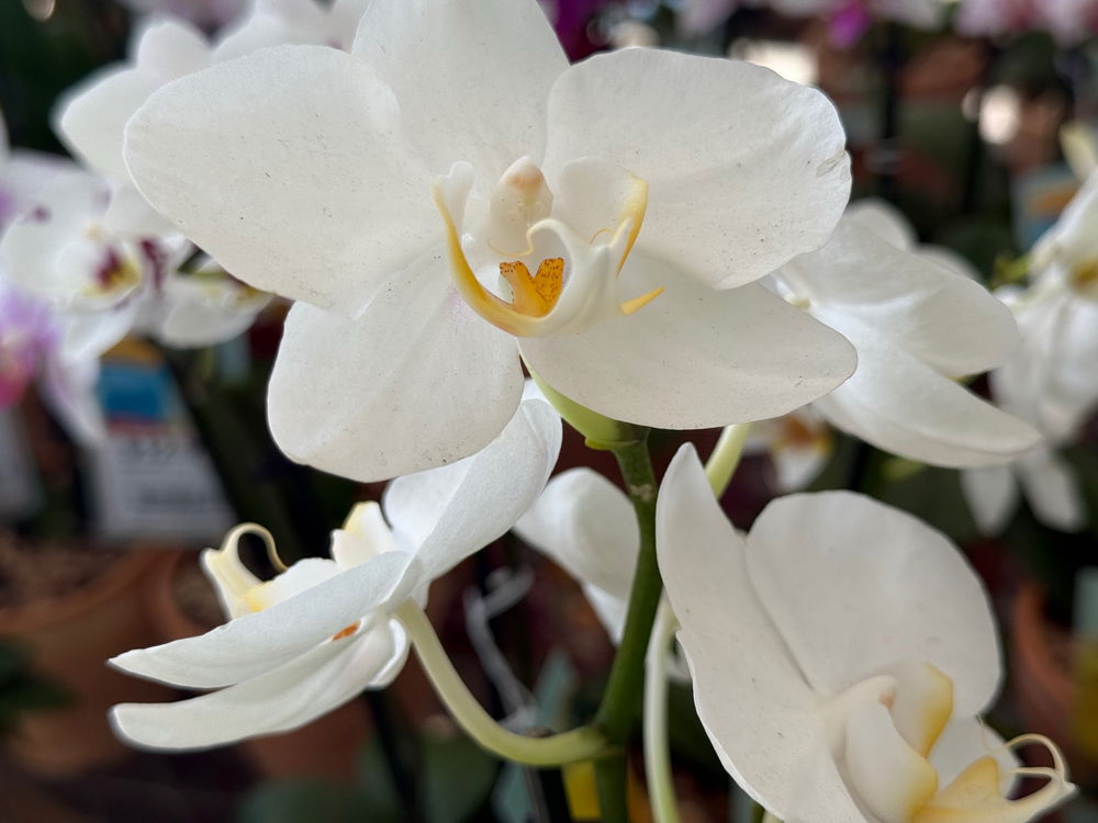 Orchids are white