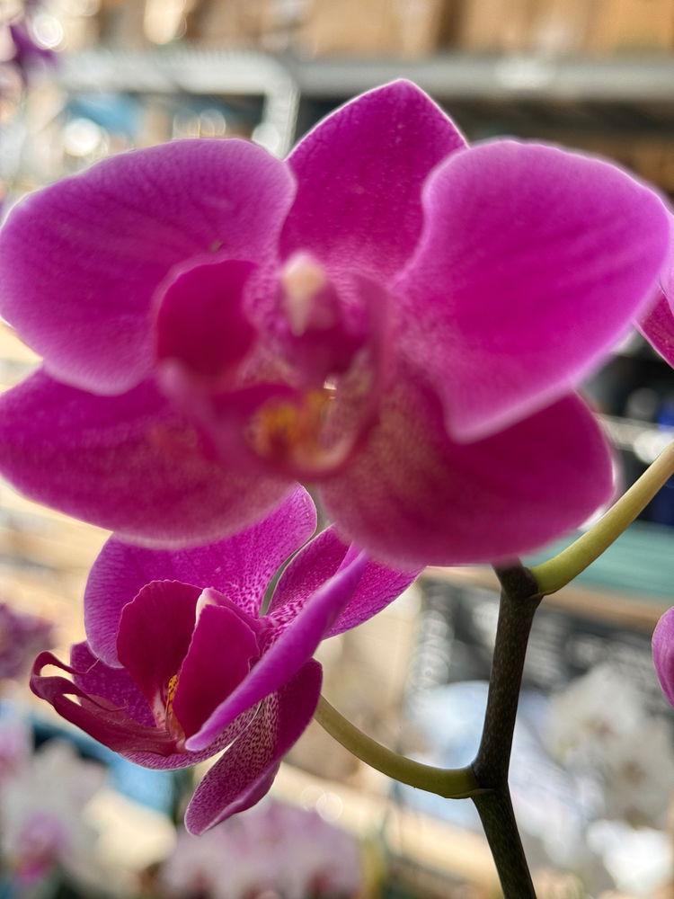 Flores