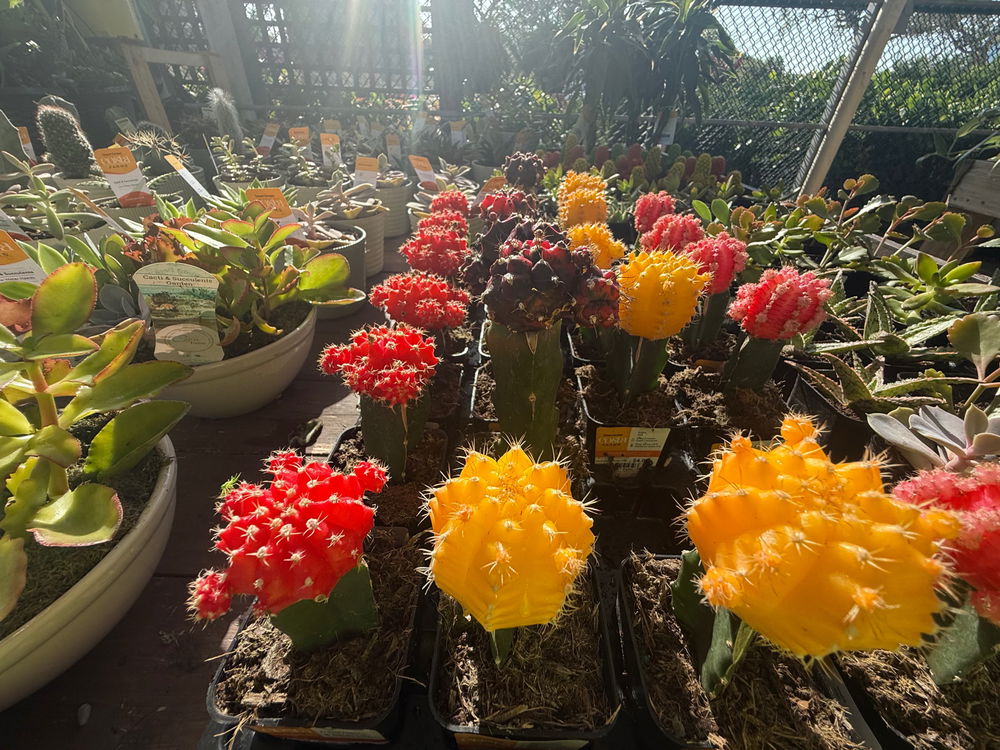 I love cactus