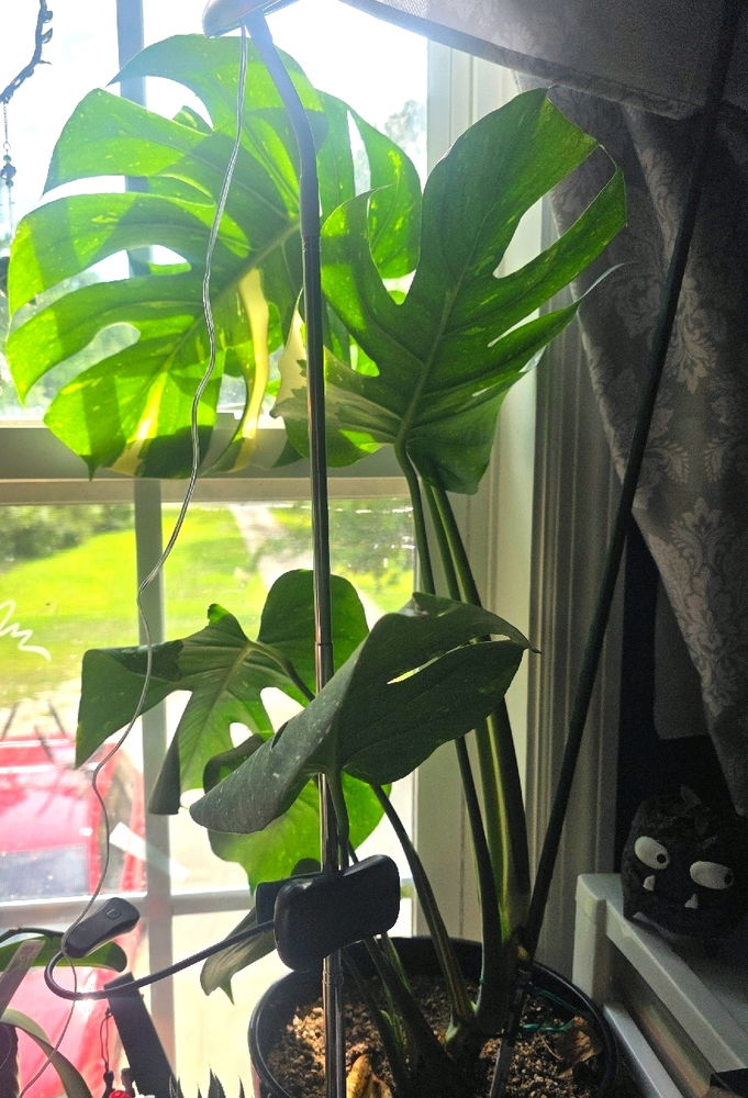My lil monstaira