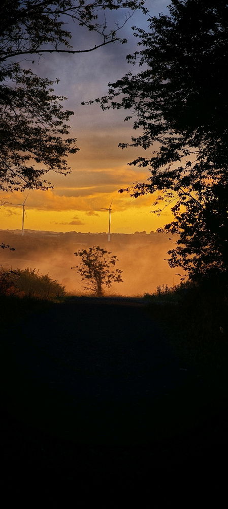 Tree at the end of the road.