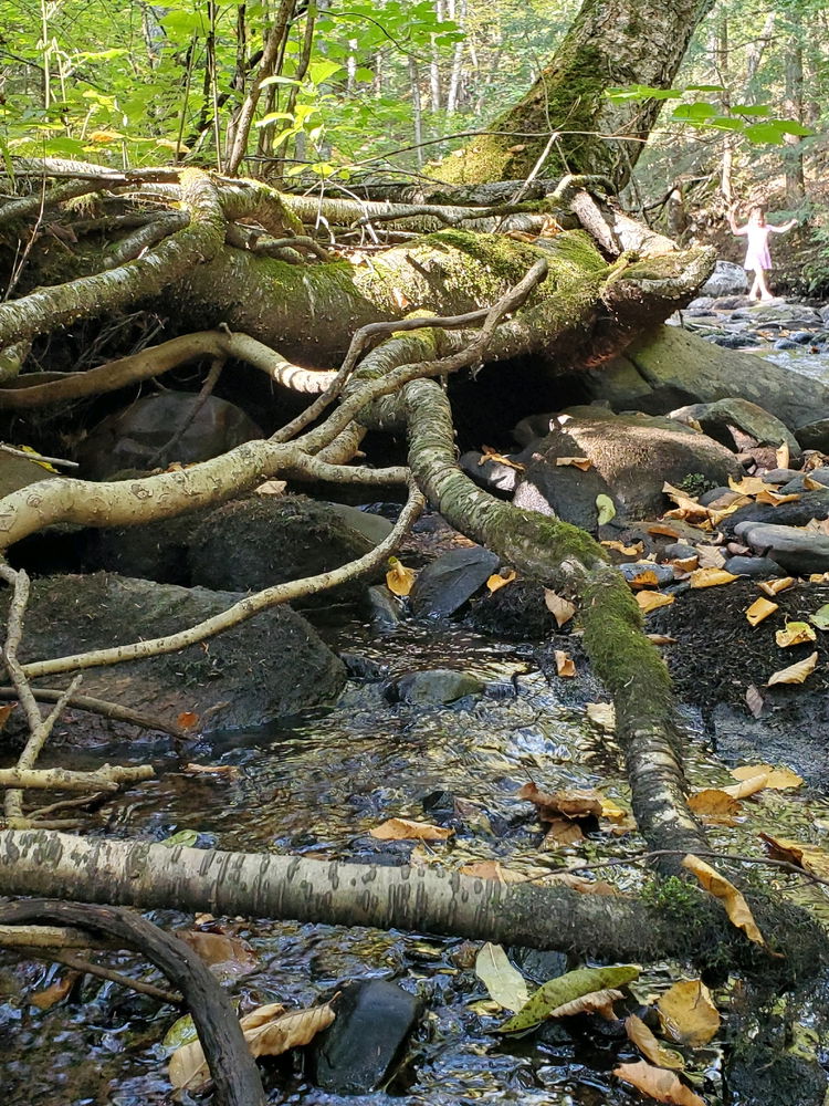 Roots, river over stones. If you look carefully enough in the forest you might even find a fairy!