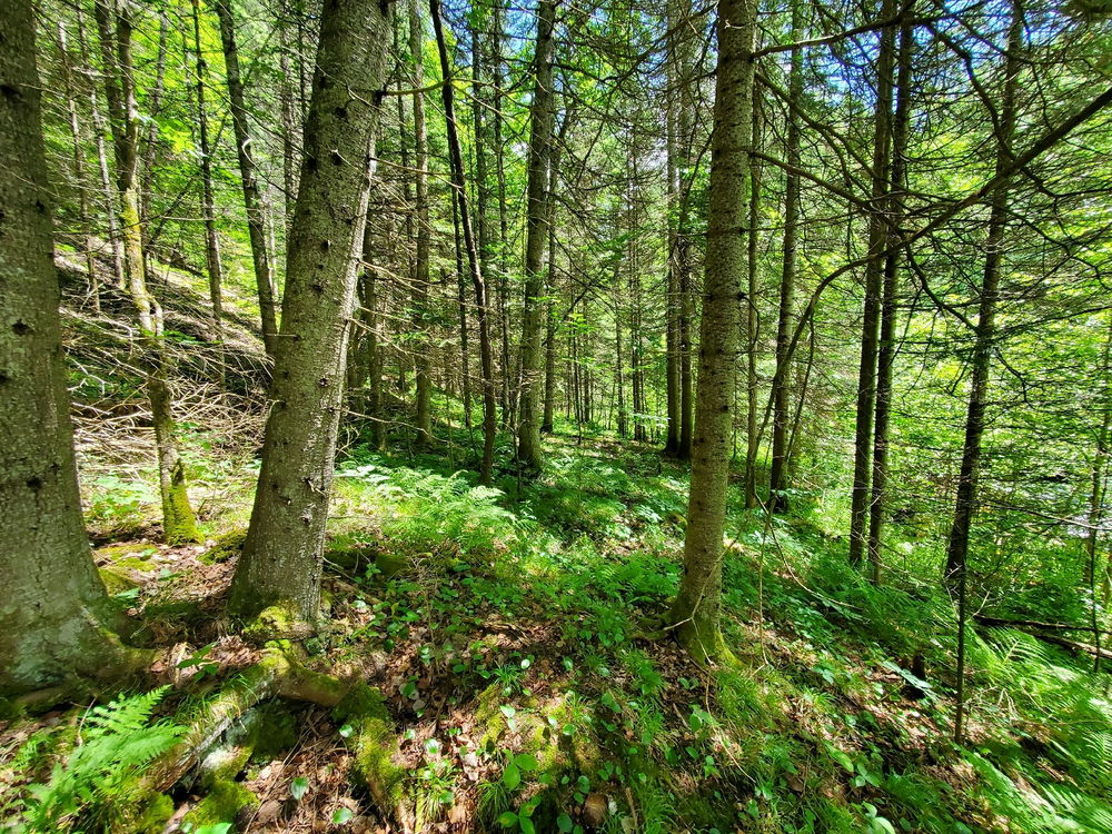 A gentle slope down thru the woods