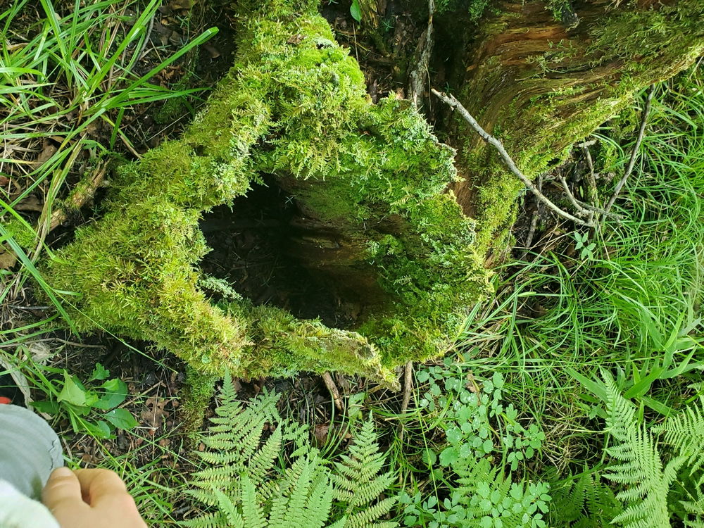 Moss covered trees that fell, now is a great home for forest creatures!