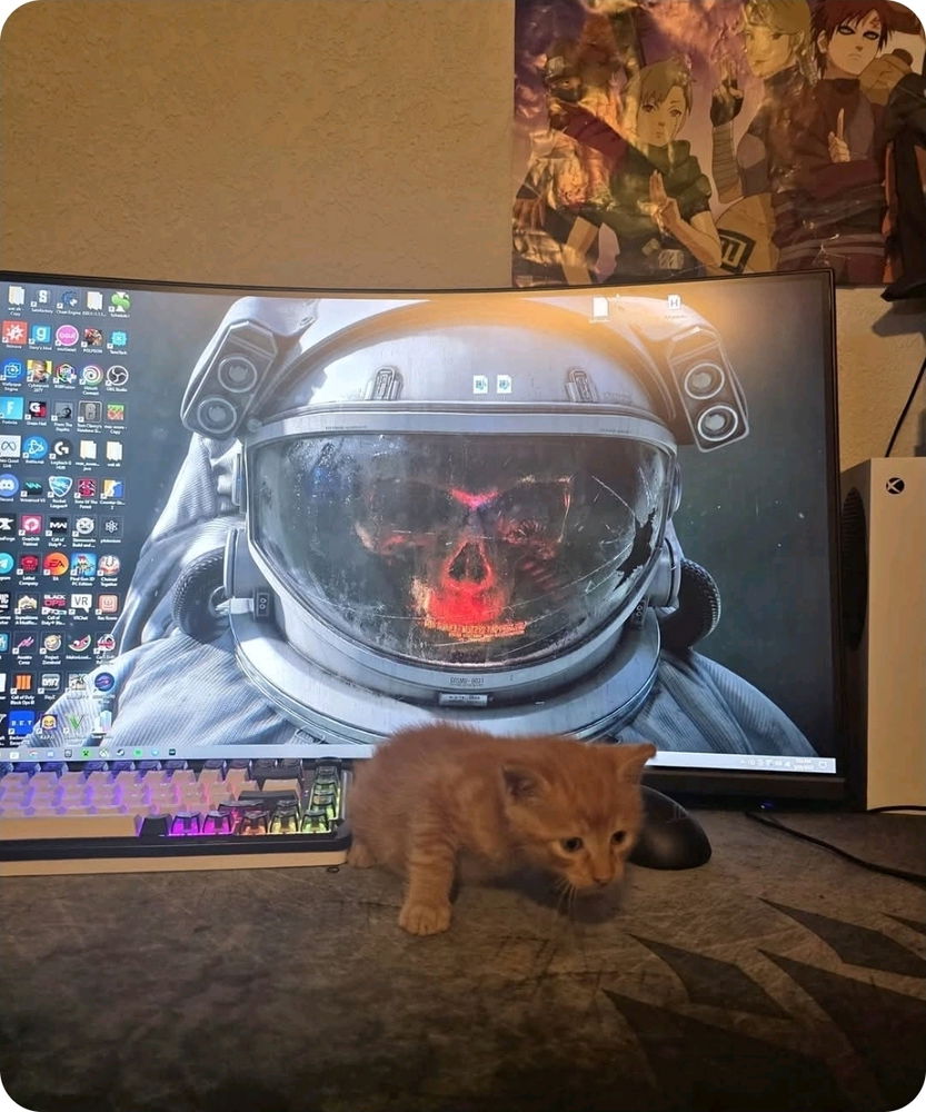 Cat named stinky