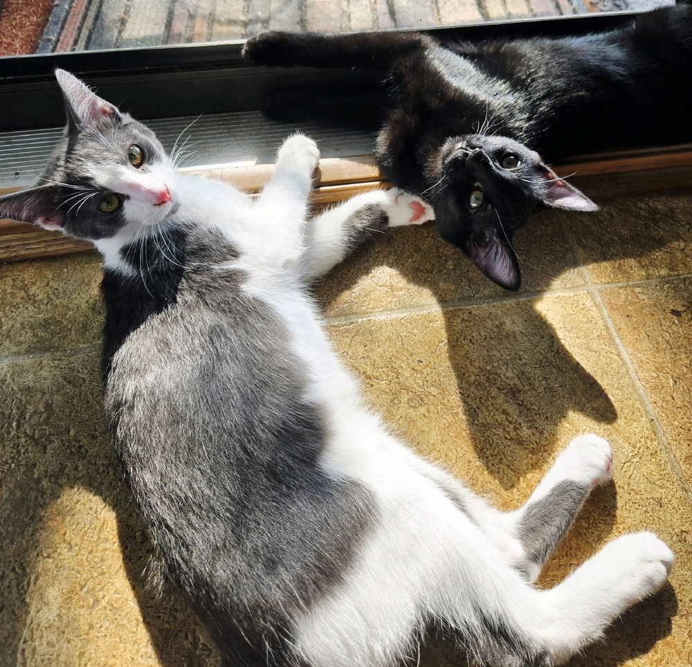 They like to sunbathe in the afternoons😍🥰😻