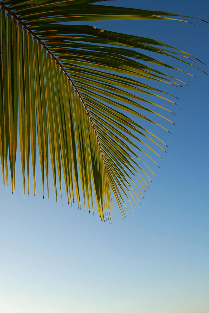 🌴