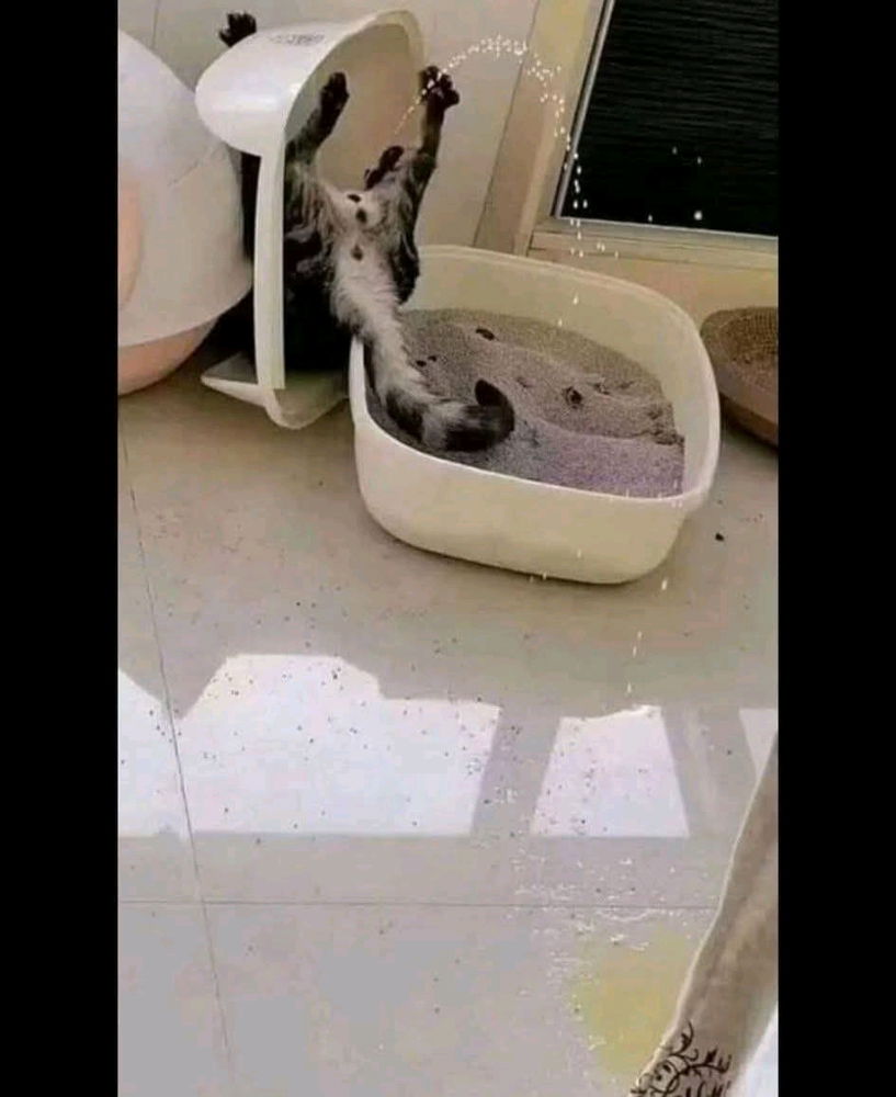 🐈‍⬛️🐈