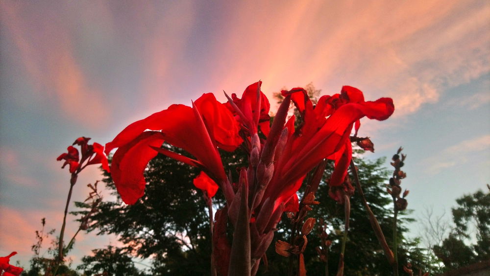 Flor en pleno atardecer🌷
