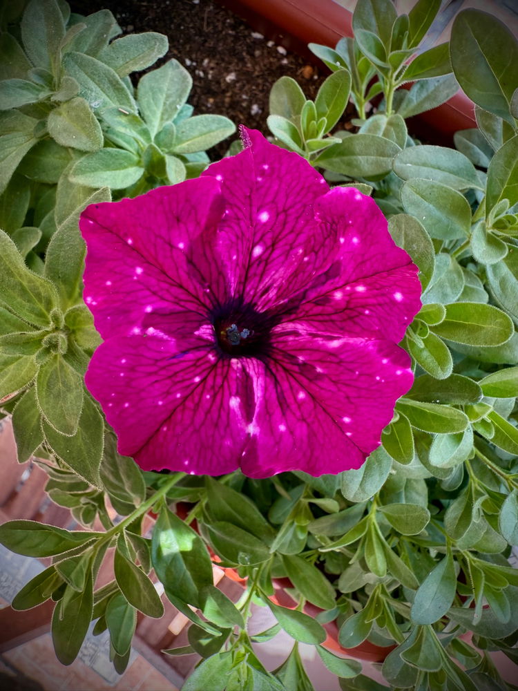 Mysterious Galaxy on One Flower 🌺