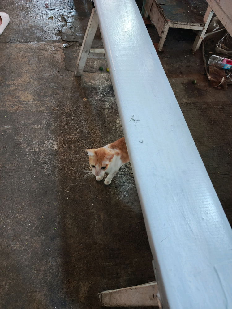 Daily cat post 2