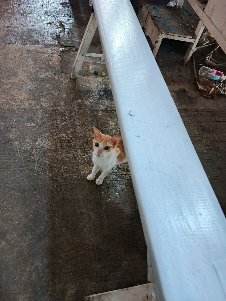 Daily cat post 2