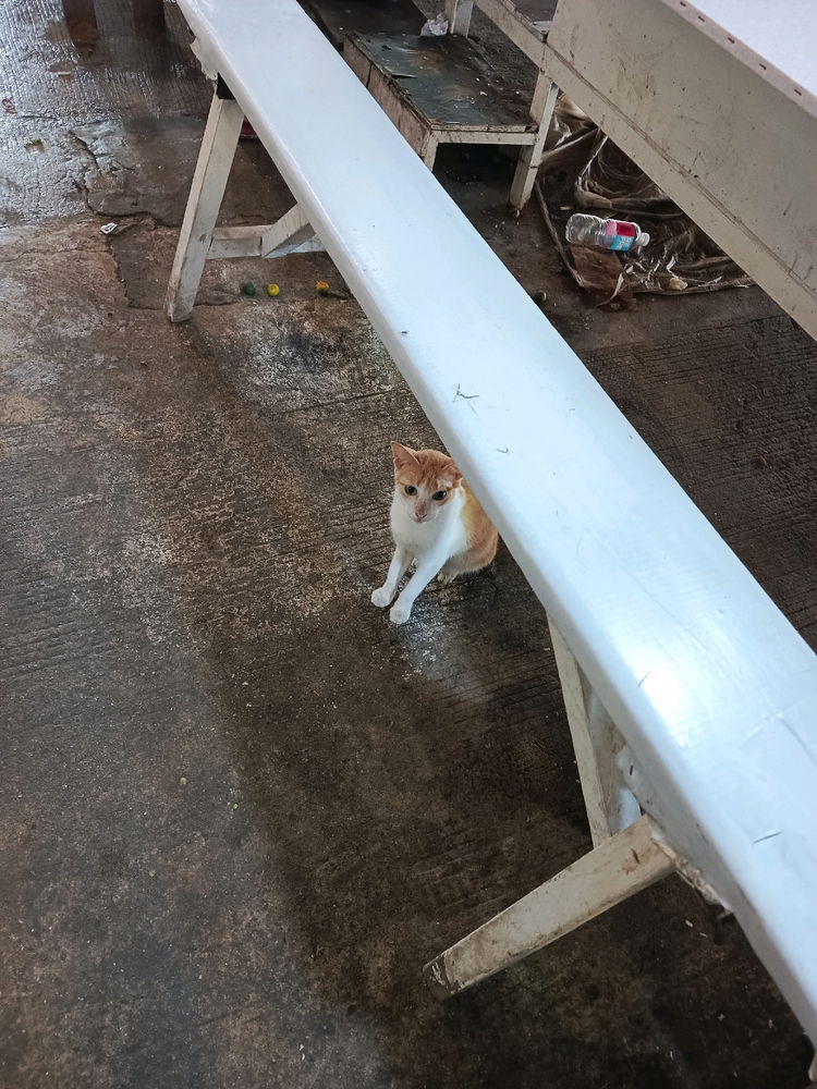 Daily cat post 2