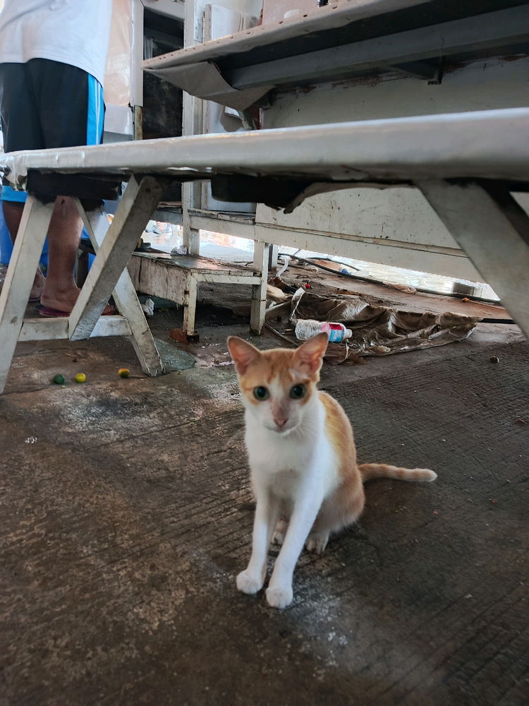 Daily cat post 2