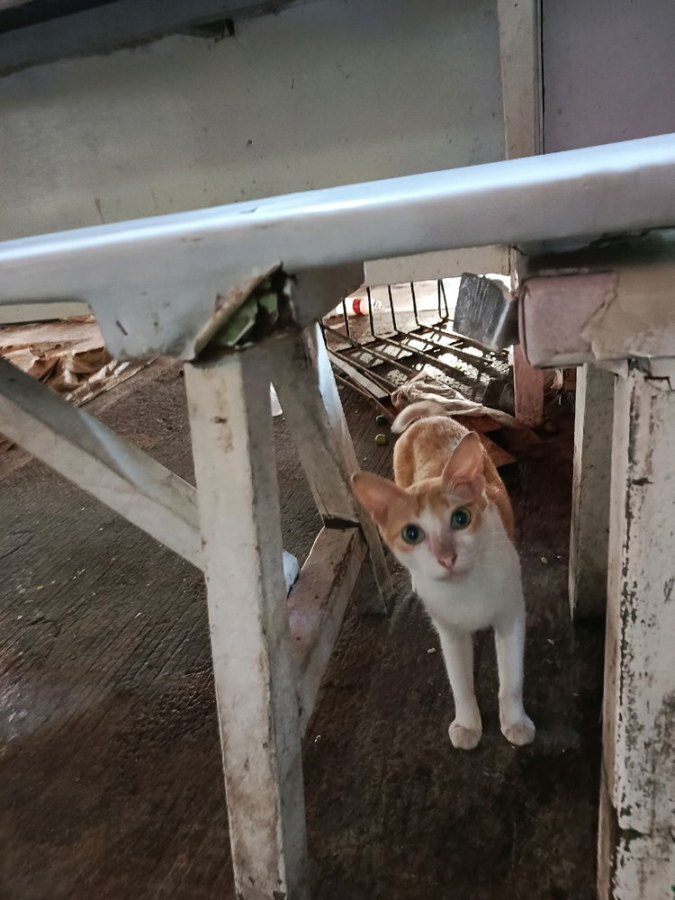 Daily cat post 2