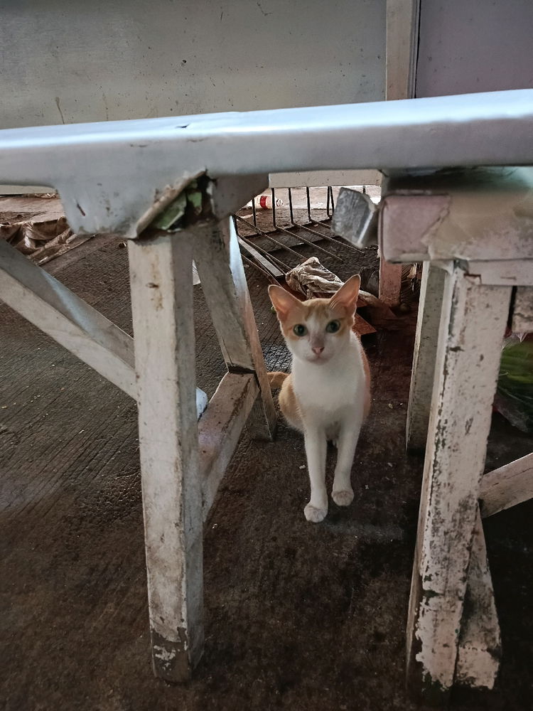 Daily cat post 2