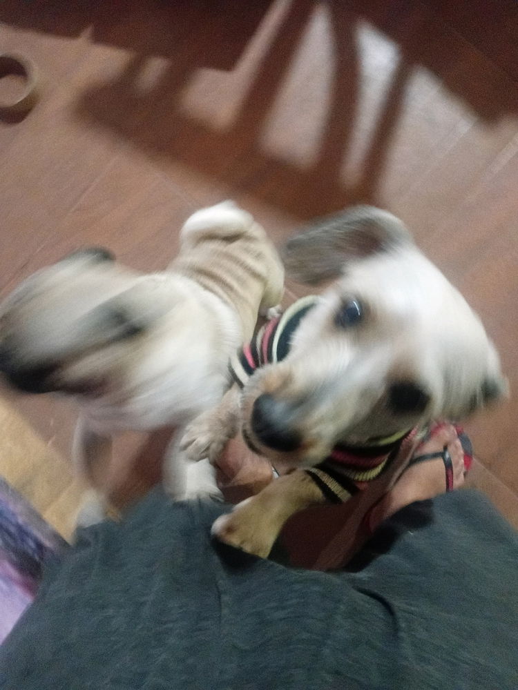 Meus dog mucho loko