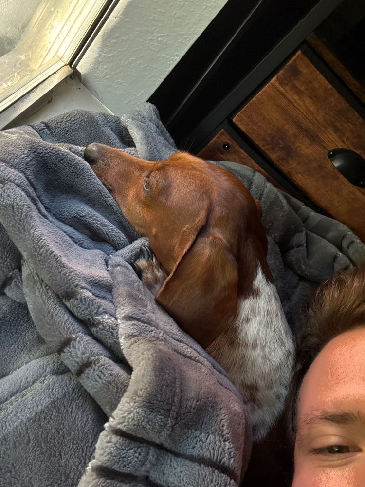 Guard dog on lookout