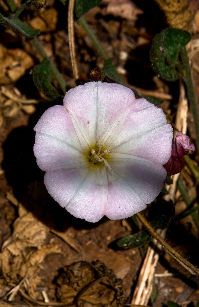 Flor n4