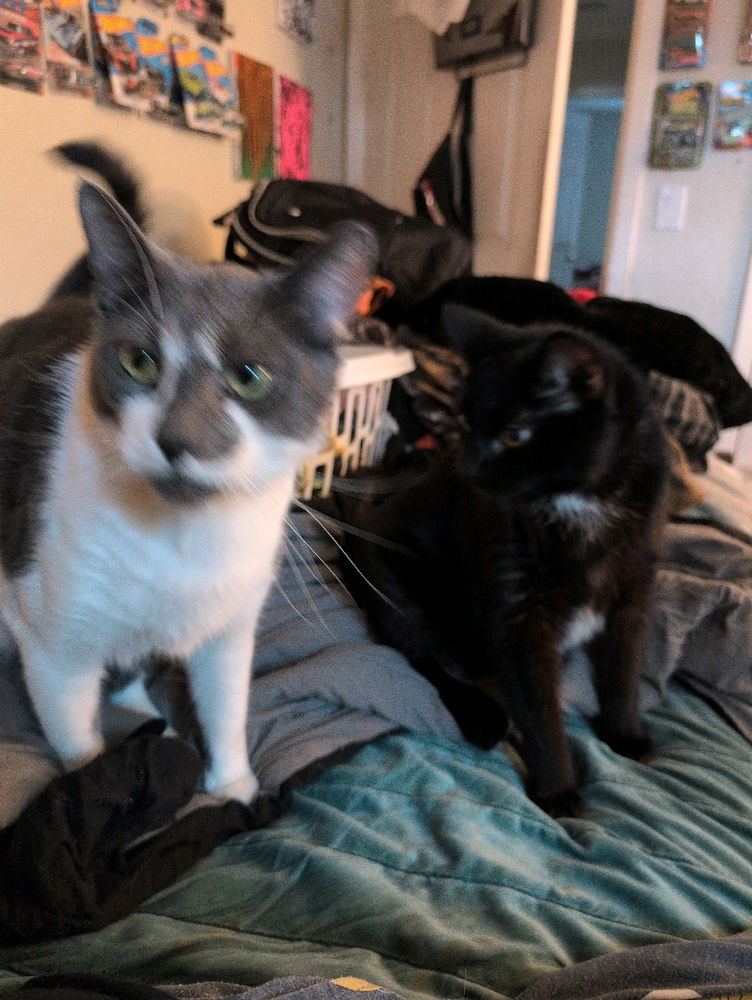 Irie and Odin