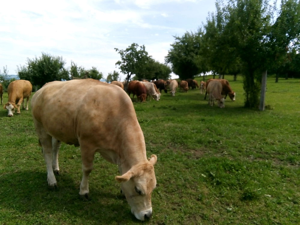 Cow of the day